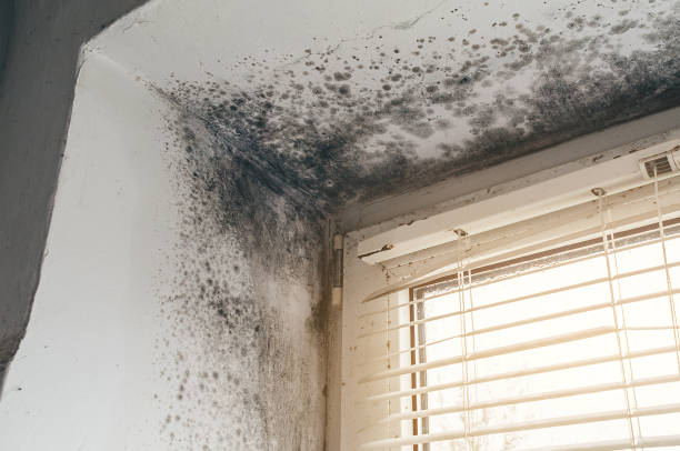 Affordable Mold Removal solutions in Erwin, NC