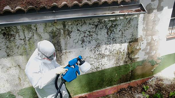 Top rated local Mold Removal specialists in Erwin, NC